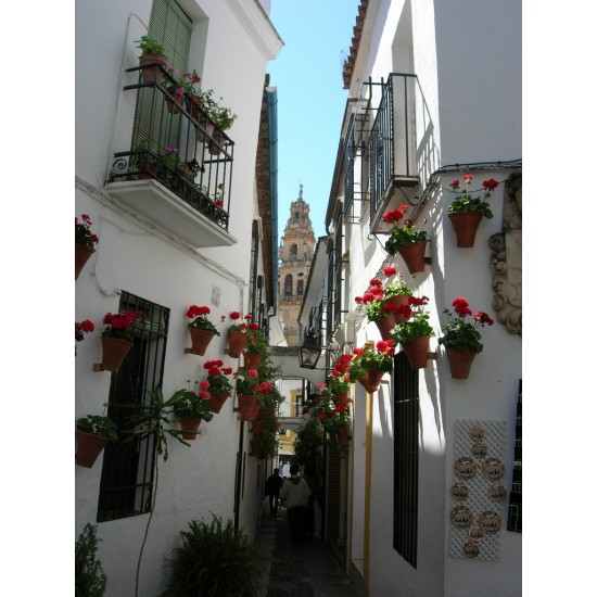 VISIT THE COURTYARDS OF CORDOBA
